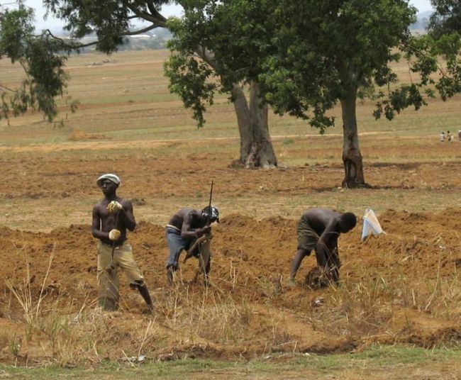 Nigerian_farmers-804x663-1