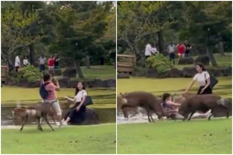 奈良鹿的反击？冲撞疑中国游客惨摔画面曝光