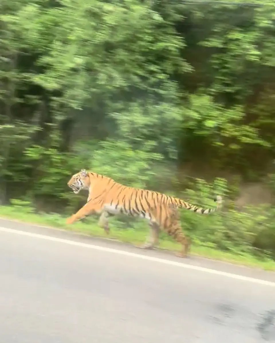 野生东北虎在公路上散步。 抖音@我们的视频