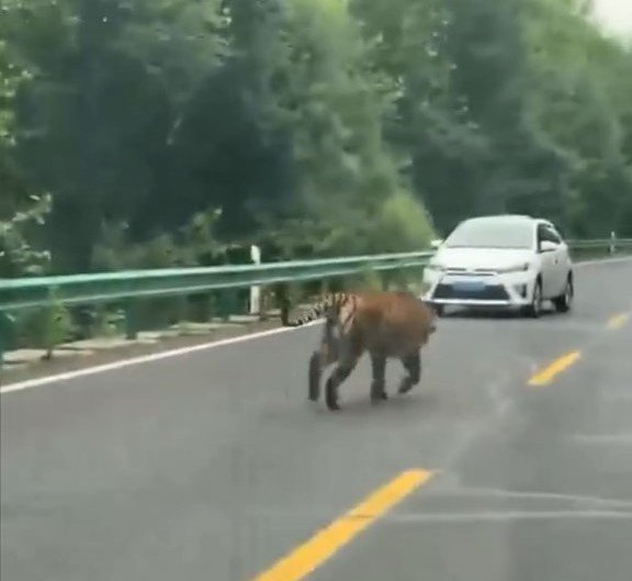 野生东北虎在公路上散步。 抖音@我们的视频